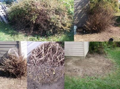 Zen and the Art of Barberry Removal Image